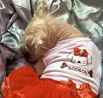 Photo of Clover