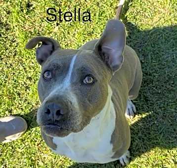 Photo of Stella
