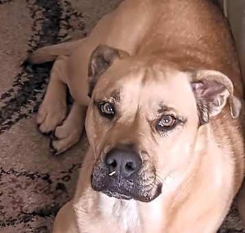 Photo of Hemi
