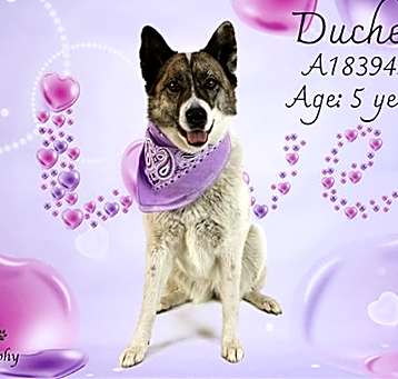 Photo of DUCHESS