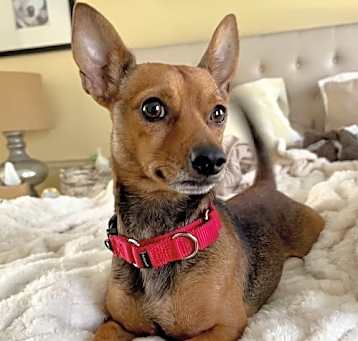 Photo of Bandit (rat terrier/chi) - Small size, big love!