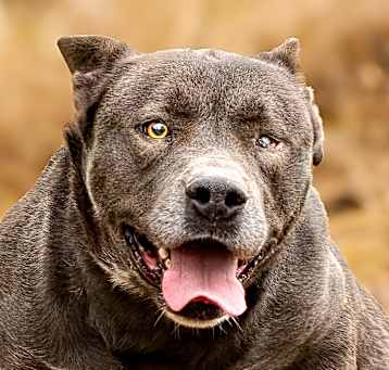 Photo of Diesel