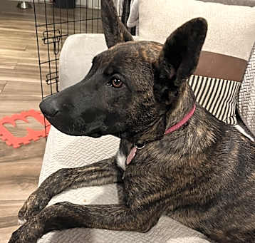 Photo of Roxy