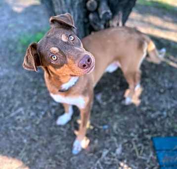 Photo of Buddy