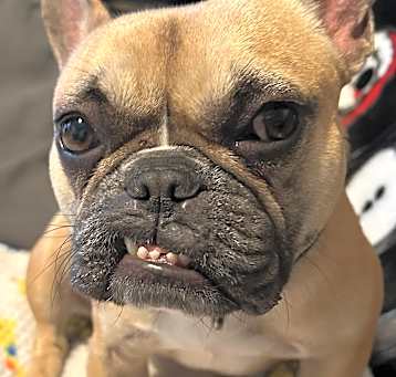 Photo of Peaches
