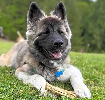Photo of Bueller - AVAILABLE