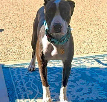 Photo of Tootsie