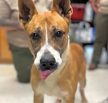 Photo of Chico