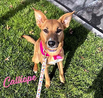 Photo of Calliope
