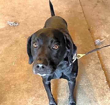 Photo of Shadow