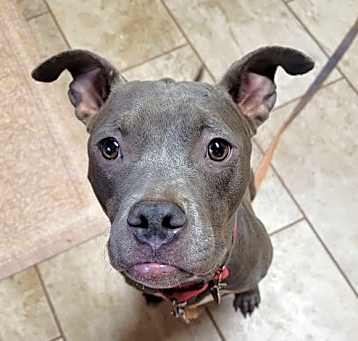 Photo of Gracie - ADOPTED!!!