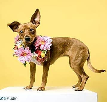 Photo of Ruby - F