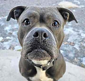 Photo of Slater -Stray