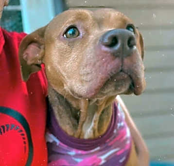 Photo of Canela - F