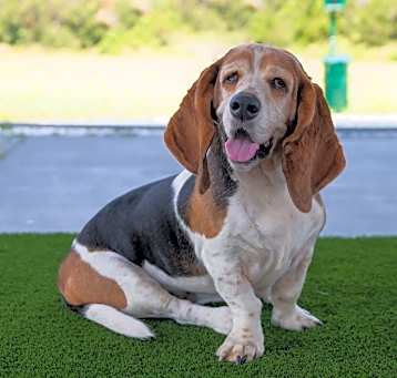 Photo of Bonnie