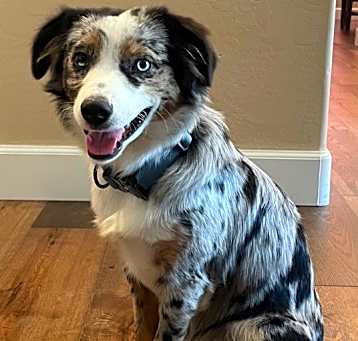 Photo of Bleuberry