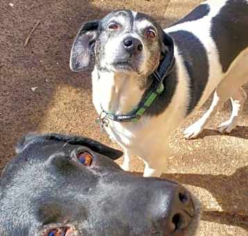 Photo of Buddy  *Temporary Foster Home Needed 05/24-06/11*