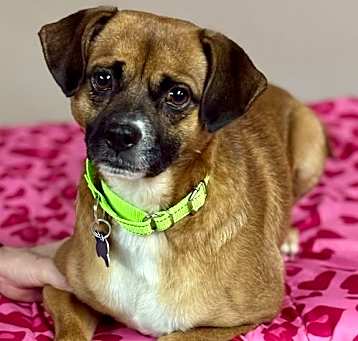Photo of Rusty