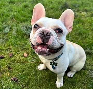 Photo of Biscuit