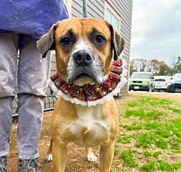 Photo of Daveed - IN FOSTER