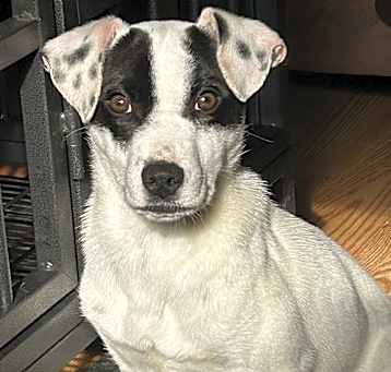 Photo of Oscar