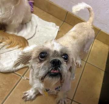 Photo of Oscar