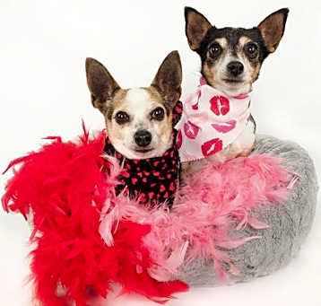 Photo of Neville & Beville