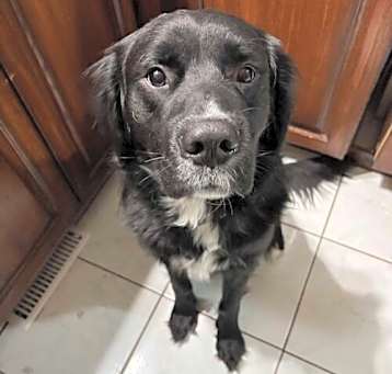 Photo of Spike