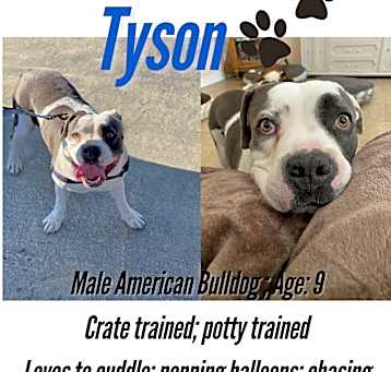 Photo of Tyson