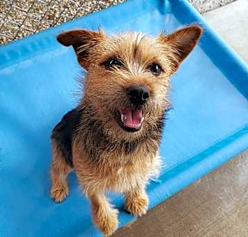 Photo of Roxie