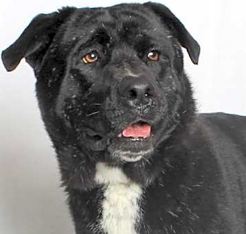 Photo of *COSTELLO