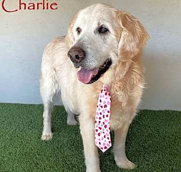 Photo of Charlie