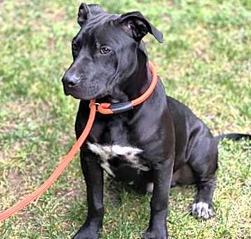 Photo of Onyx