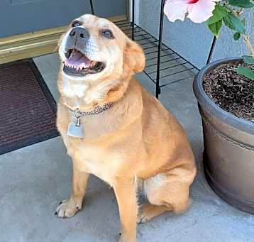 Photo of Amber