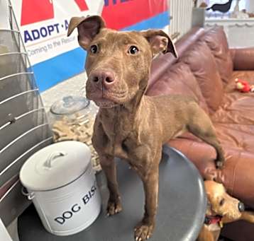 Photo of Sammie - 25035