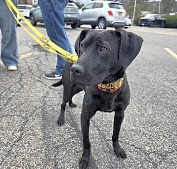 Photo of Sassy - 25036