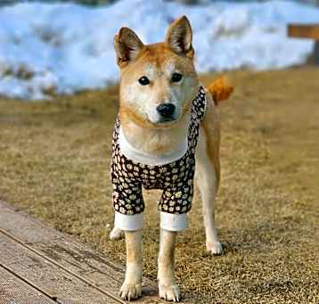 Photo of Daisy