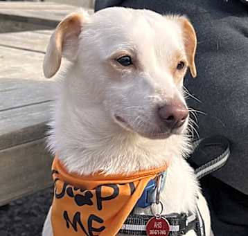 Photo of Chip