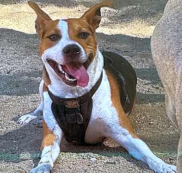 Photo of Cooper