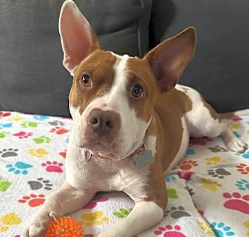Photo of Pippy