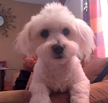 Photo of Toby - hypoallergenic