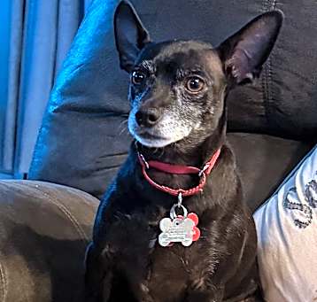 Photo of Smokey