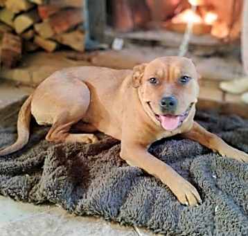 Photo of Layla