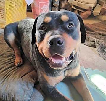 Photo of Bert