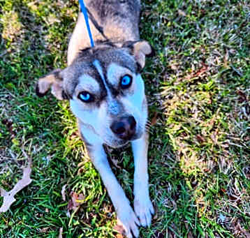 Photo of Jelly now Blue
