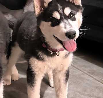 Photo of Kala