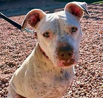 Photo of Stella
