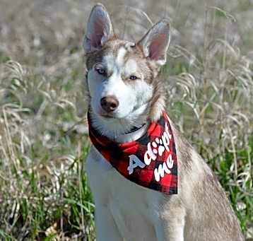 Photo of Tundra