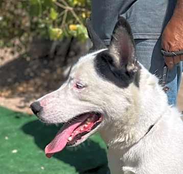 Photo of PATCH
