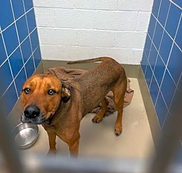 Photo of *SCOOBY